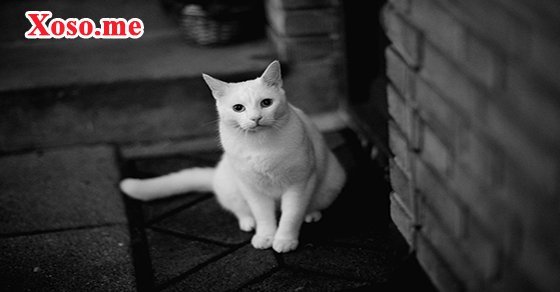 Mơ thấy mèo trắng – Chiêm bao thấy mèo trắng đánh con gì?