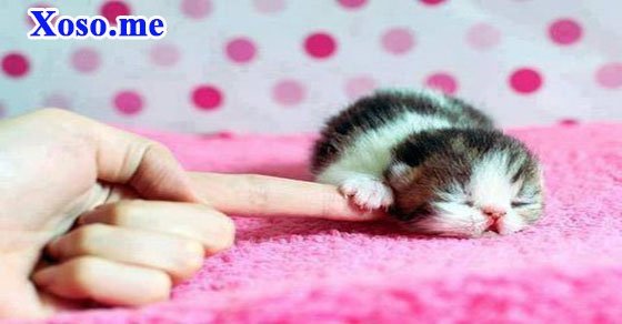 Mơ thấy đẻ ra mèo
