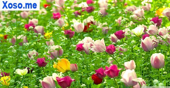 Ngủ mơ thấy hoa là điềm lành