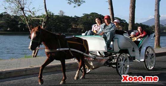Mơ thấy xe ngựa