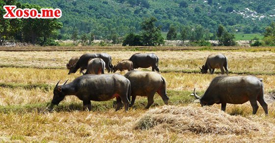 Mơ thấy đàn trâu