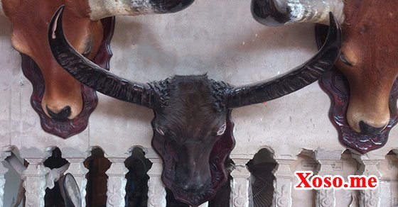 Mơ thấy đầu trâu