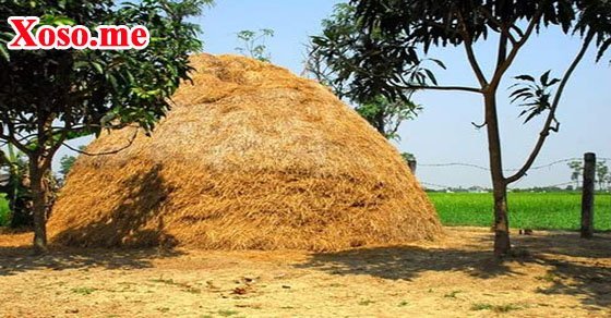 Mơ thấy đống rơm