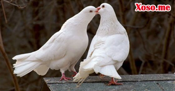 Ngủ mơ thấy đôi chim bồ câu là điềm lành