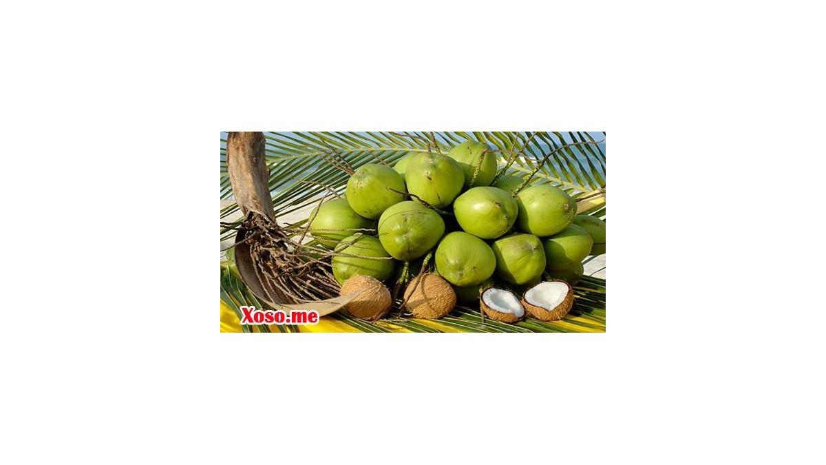 Mơ thấy quả dừa – Giải mộng chiêm bao mơ thấy quả dừa đánh con gì?