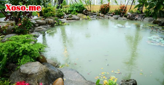 Mơ thấy phải lội xuống ao - Giải mộng chiêm bao lội xuống ao