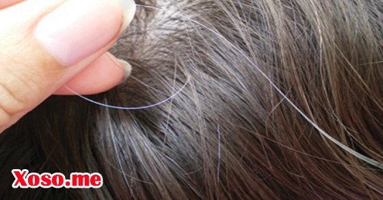 Mơ thấy nhổ tóc sâu - Giải mộng chiêm bao thấy nhổ tóc sâu