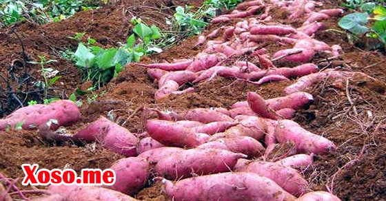 Giải mã nằm mơ thấy củ khoai báo điềm gì?
